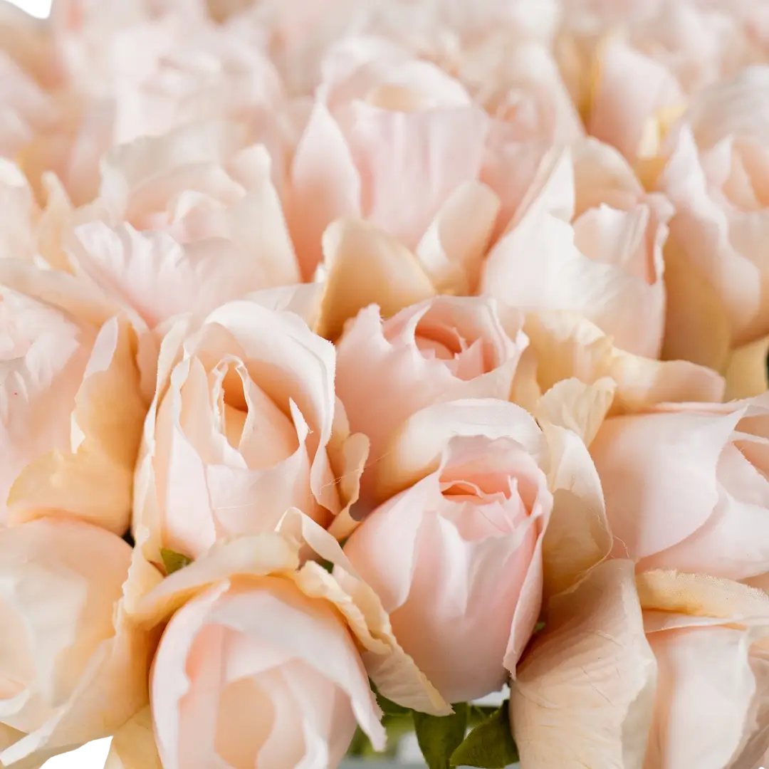 Blush Rose Serenade (18 piece bunch)