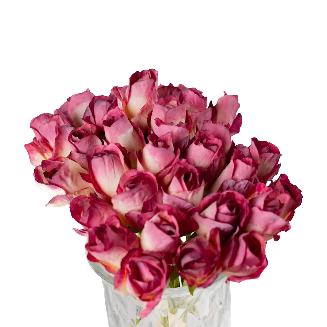 Rosette Reverie Roses (18 piece bunch)