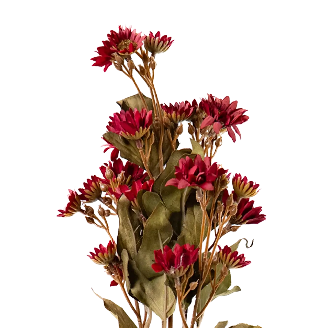Daisy Daybreak Stem - Red