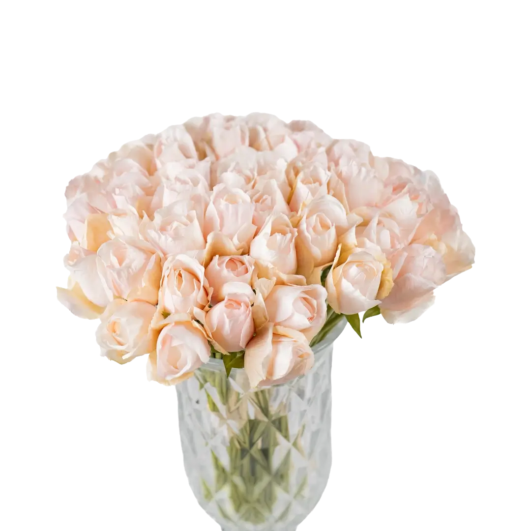 Blush Rose Serenade (18 piece bunch)