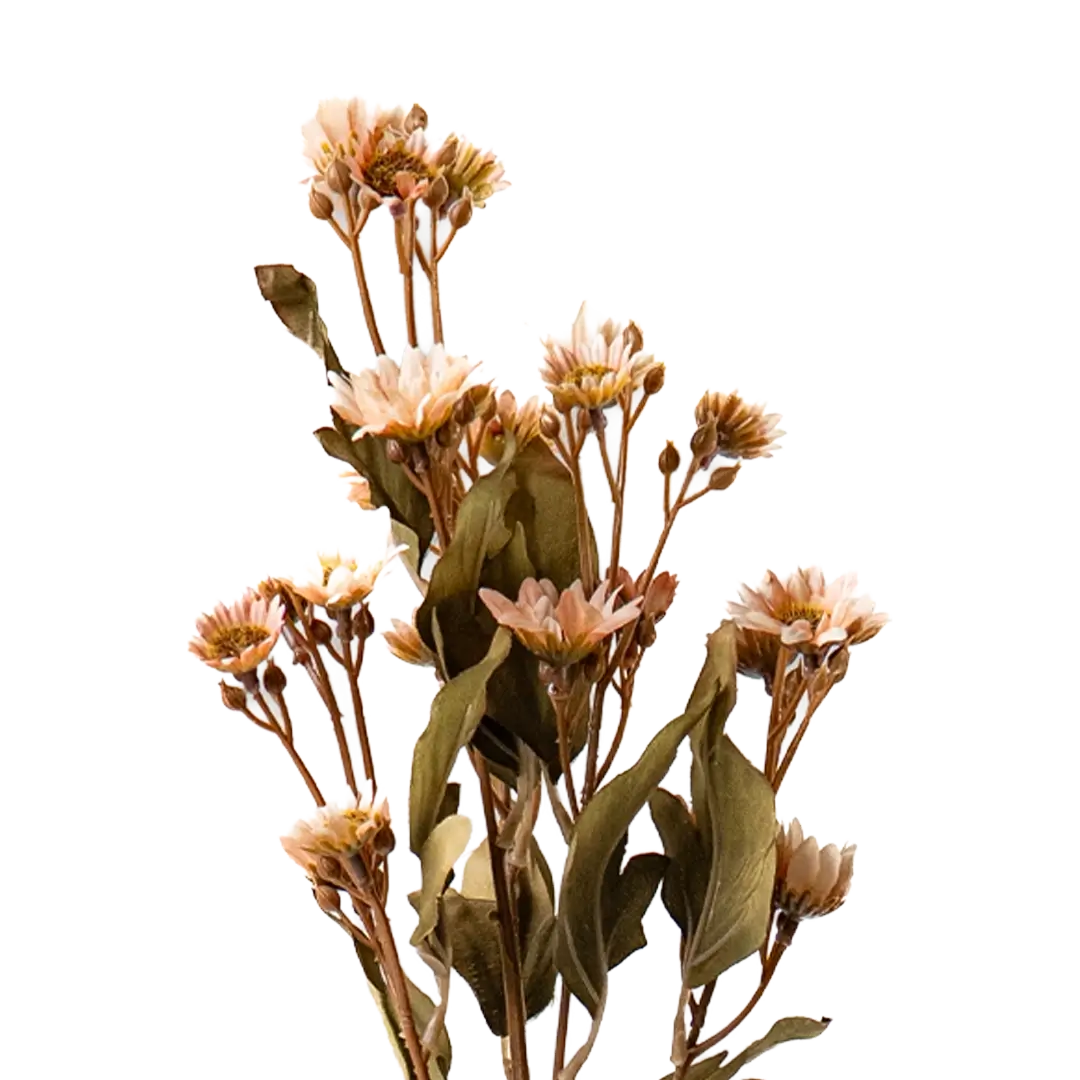 Daisy Drift Stem - Peach